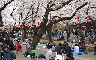组图：东京上野的樱花满开