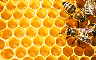 天然蜂聖品  蜂蜜蜂蠟為上品(一)