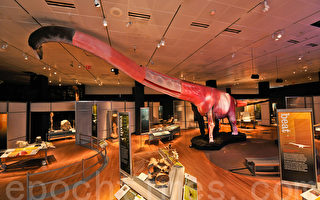 世界最大恐龍紐約自然歷史博物館展出