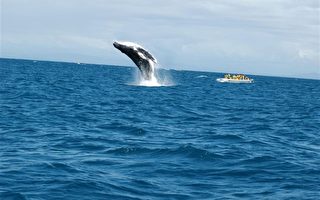 自澳洲东岸传唱 座头鲸也有流行乐