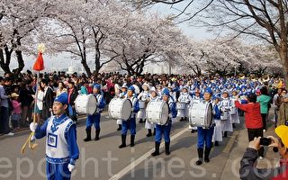 韩国首尔樱花节 天国乐团成亮点