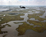 2011年4月19日，美国路易斯安那州中间地带，油污对沿岸海域及湿地的污染仍然十分严重。(John Moore/Getty Images)