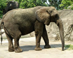 台北市立動物園25日指出，非洲象藍波22日上午無法自行站立，於當天下午4時22分過世。（台北市立動物園提供/中央社)