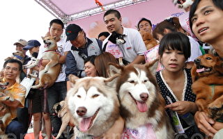 爱犬人士募款    为日本流浪狗加油