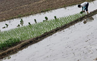 大陆米价两年内翻番  农民为何总是输家