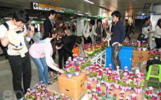 組圖：韓國「父母節」 康乃馨成溫馨祝福