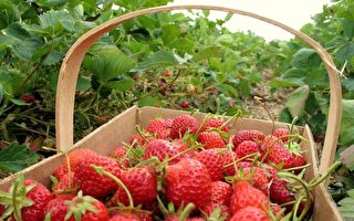 馬州今年草莓豐收