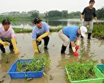 百位志工關心生態 大漢溪溼地植栽