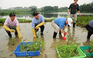 百位志工关心生态 大汉溪湿地植栽