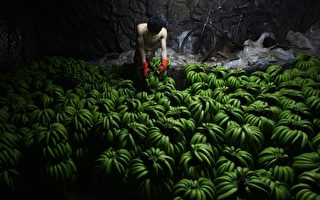 海南香蕉价跌村赔两亿 蕉农叫苦不迭