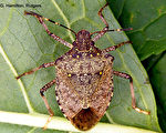 全美「臭大姐」蔓延 農作物損失重大