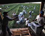 科罗拉多州的农场劳工，美国农场依赖移民劳工，本周四美国最高法院裁决支持亚利桑那州的打击雇用非法移民的法律，使一些企业及农场主感到恼火。  (Photo by John Moore/Getty Images)