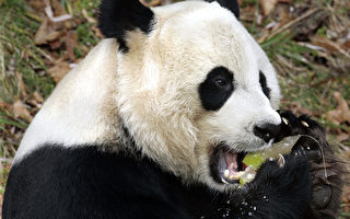 美国家动物园熊猫有怀孕迹象