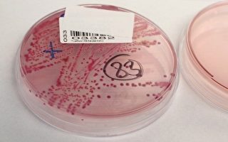 科学家解密：夺命大肠杆菌是变种混合体