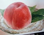 新竹縣五峰鄉  甜桃盛宴搶先嘗