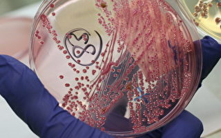 英国11人感染致命变种大肠杆菌