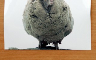 紐西蘭名羊史瑞克過世