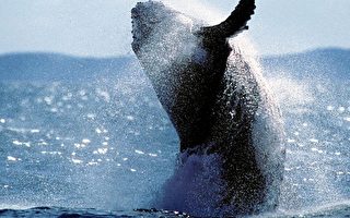 驼背鲸。（图片来源： DANIEL BAYER / Getty Images）
