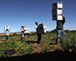科羅拉多州的農場工人，一個新立法趨勢將要求美國企業必須為所僱員工進行電子身份驗證（E-Verify），這將對80%農場工人為非法移民的農業造成嚴重影響。 (Photo by John Moore/Getty Images)