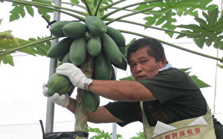 杨乾德种木瓜有成  今年预销日本突破60吨
