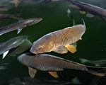 波多馬克河五分之四雄性鱸魚呈雌性特徵