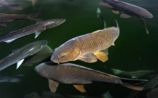 波多马克河五分之四雄性鲈鱼呈雌性特征