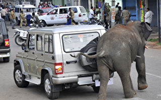 印度大象闖鬧市　民眾當場慘死