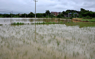 旱转涝　长江中下游局部地区遭大雨