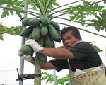 高樹木瓜銷日60噸 今年增加十倍