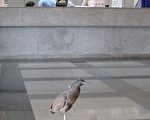 天气太热  黑冠麻鹭跑进县府吹冷气