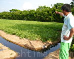 瓜農氣得跳腳「吃污水的西瓜」能吃嗎？