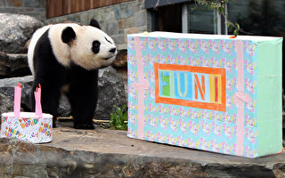 南澳：大熊貓未能使所在動物園轉虧為盈