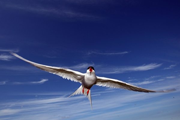 北極燕鷗（Arctic Tern）（Dan Kitwood/Getty Images）