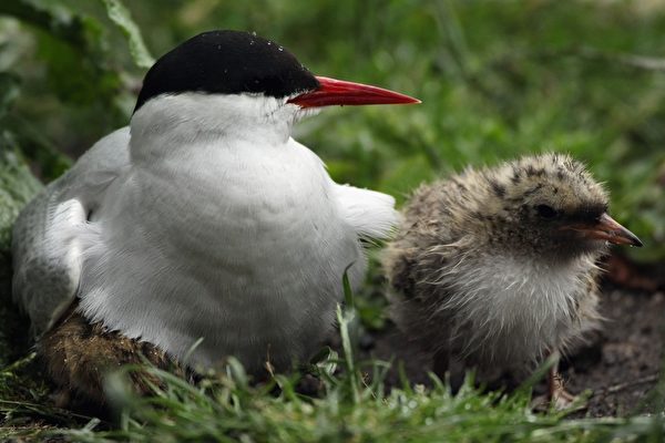 北極燕鷗（Arctic Terns）母子（Dan Kitwood/Getty Images）