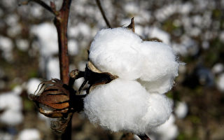 澳洲棉花價格飆升 銷售走俏 中共報復落空