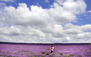 組圖：薰衣草盛開 紫色花毯艷麗迷人