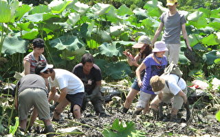 炎炎夏日何处去  芦竹采藕趣