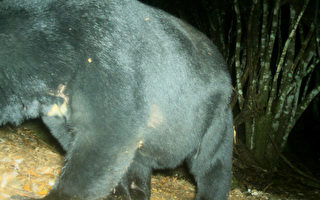 玉山发现黑熊  重逾160公斤