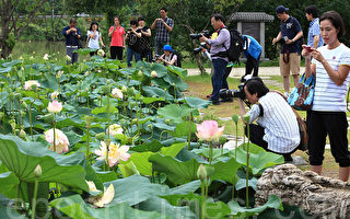 組圖：韓國「洗美苑」蓮花
