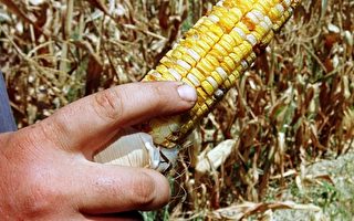 美东海岸干旱影响玉米收成