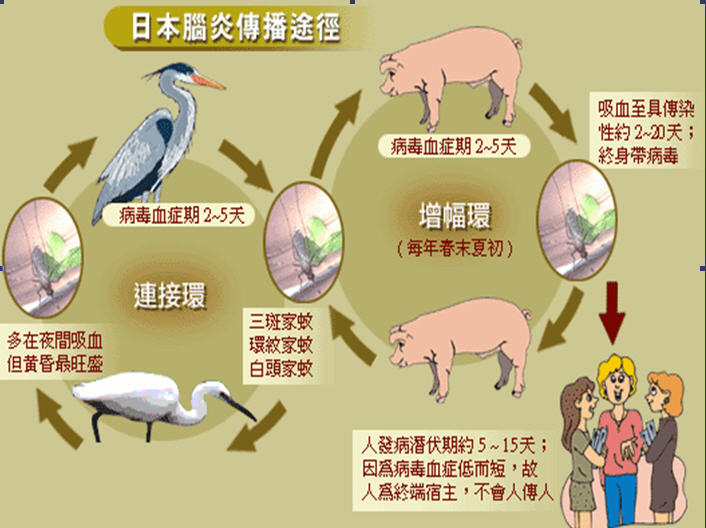 南市首例日本脑炎防蚊措施不可少 台南 大纪元