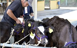 逾500牛辐射超标 福岛牛肉遭封杀