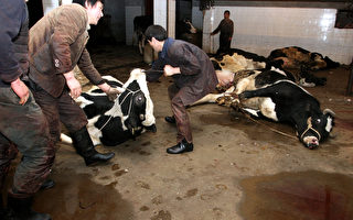 奶牛养殖业陷危机 大陆奶农欲哭无泪