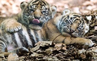 法兰克福动物园的苏门答腊虎兄弟（BORIS ROESSLER/AFP PHOTO）