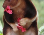 澳洲大紅袋鼠(Rick Stevens/Taronga Zoo via Getty Images)