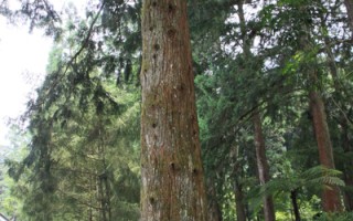 亚洲能长的最高的树－台湾杉