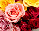 红色的玫瑰，抒张著一瓣瓣的美丽与鲜艳，从此静静的躺在书桌的角落边。（图：大纪元）