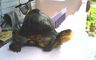 大马邦咯岛住着戴有“官帽”的乌龟