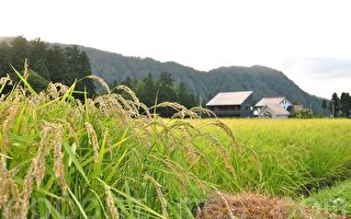 日本14县 进行稻谷辐射检查