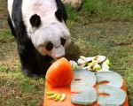 海洋公園佳佳 成全球第二年長熊貓